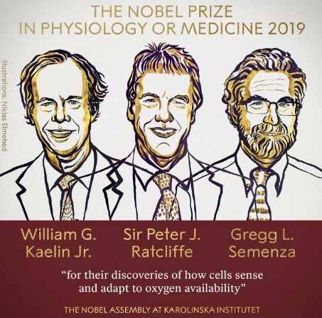 Нобелевская премия 2019: клетки, кислород, причем здесь рак?