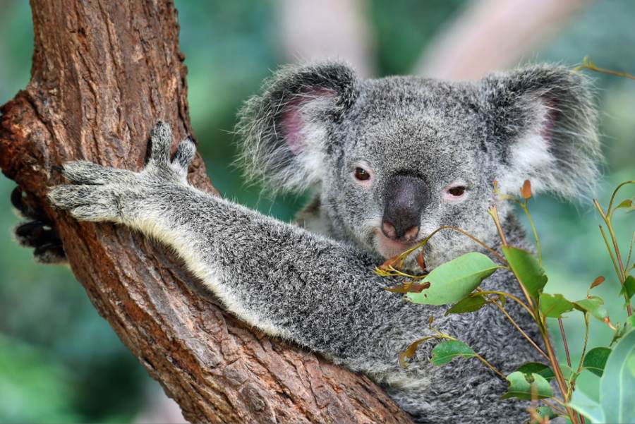 Новости медицины: дикие коалы, генный иммунитет и полезные вирусы